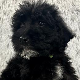 Boy 2 - Black Australian Labradoodle puppy in Peoria, Arizona from Kalolabradoodles
