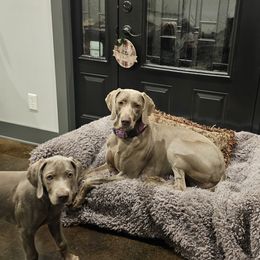 Weimaraner Puppies from So-IN Weimaraner's