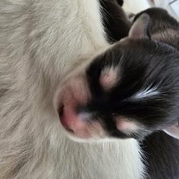 Boy 3 - Black and white male Siberian Husky puppy in Killeen, Texas from Jackson's Siberians