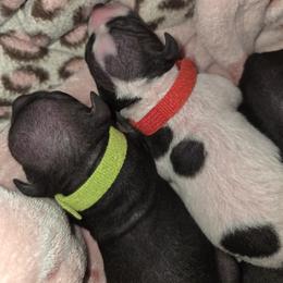 Black Girl - White and black female American Hairless Terrier puppy in Alabama from Flipside Dogs