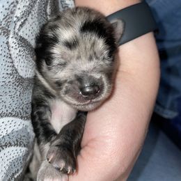 Pomsky Puppies from Michelle