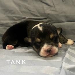 Tank 5yr health guarantee. - Black and tan male Pembroke Welsh Corgi puppy in Vernal, Utah from Bingo's Kennel