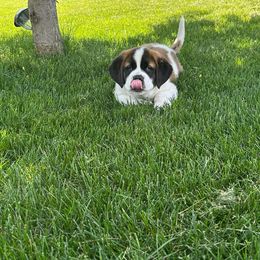 Companion Cross and Saint Bernard Puppies from Coleman Saint Bernards of Ohio