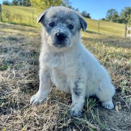 Artic - Blue mottled male Australian Cattle Dog puppy in Olive Hill, Kentucky from Tompkins Farm