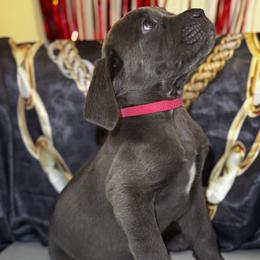 Hera - Gray female Cane Corso puppy in Cleveland, Ohio from Cleveland Corsos