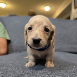 Zack - Cream male Dachshund puppy in Greenwood, Missouri from Nukee Beagles and Corgis