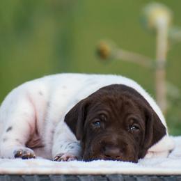Harbor - Liver and white male German Shorthaired Pointer puppy in Chocowinity, North Carolina from Foxtail Hollow