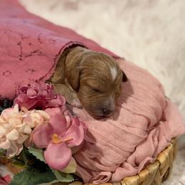Margarita (light pink collar) - Apricot female Goldendoodle puppy in Watertown, New York from True Friend Doodles