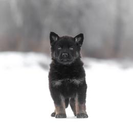 Ragnar - Bi-color male German Shepherd puppy in Augusta, West Virginia from Vom Haus Highlands