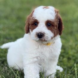 Lily - Blenheim female Cavapoo puppy in Ivins, Utah from Taylia's Cavapoos