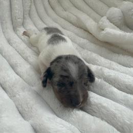 Carolina AKC - Dapple female Dachshund puppy in Magnolia, Texas from J&R Macias Dachshunds