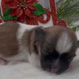Tyla - AKC - Chocolate sable female Havanese puppy in Verden, Oklahoma from Holcombs Puppy Ranch