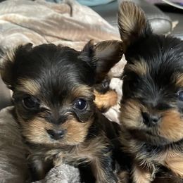 Yorkshire Terriers from For The Luv Of Yorkies