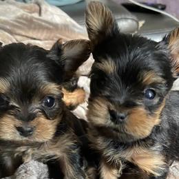 Yorkshire Terriers from For The Luv Of Yorkies