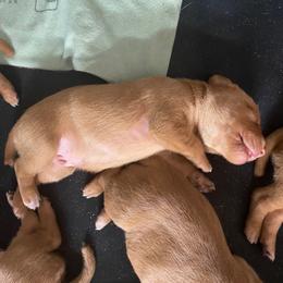 Boy 3 - Golden rust male Vizsla puppy in Chipley, Florida from GT Gundogs