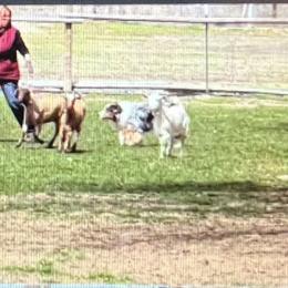 Australian Shepherd Puppies from HT2 Australian Shepherds