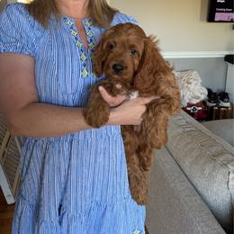 Boy 1 - Red male Cavapoo puppy in Youngsville, North Carolina from Blackberry Hill Doodles