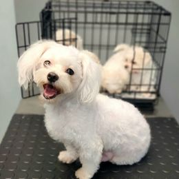 Lollipop "Lolli" - Maltese