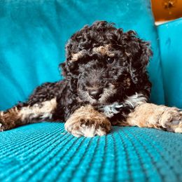 Wasabi - Black tri-color Aussiedoodle puppy in Watertown, Wisconsin from Little Bear Paws Aussiedoodles