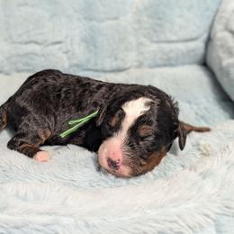 Biscuit - Tri-color male Bernedoodle puppy in Mount Pleasant, Tennessee from Amy Brewer