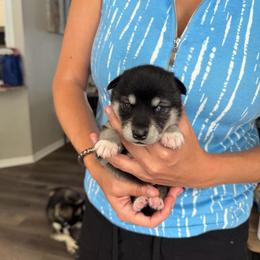 Girl 2 - Black and white female Alaskan Klee Kai puppy in Beverly Hills, Florida from Lucky Charm Klee Kai