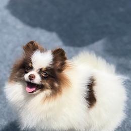 Kashew - Pomeranian