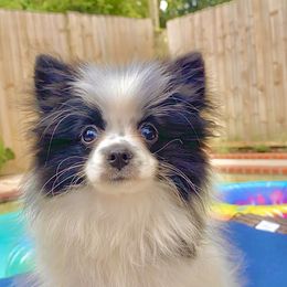 Gracie - Pomeranian