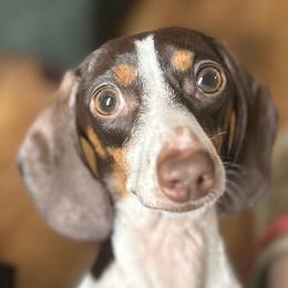 Oatmeal - Dachshund