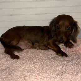 Harper - Dachshund