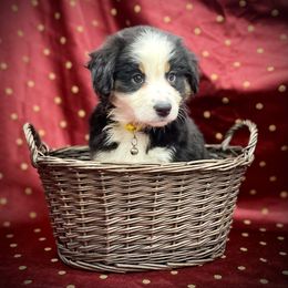 Echo - Black tri female Miniature Australian Shepherd puppy in Liberty, South Carolina from Alexander Canines
