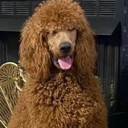 Poodles and Teddy Roosevelt Terriers from Shenanigans Red & Apricot Standard Poodles
