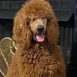 Poodles and Teddy Roosevelt Terriers from Shenanigans Red & Apricot Standard Poodles