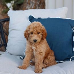 Prince Neveen - Brown male Bernedoodle puppy in Yuba City, California from Ranch House Doodles