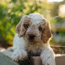 Clover - Red roan male Cockapoo puppy in Colorado Springs, Colorado from Colorado Cockapoos