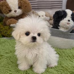 FINN - White male Maltese puppy in San Diego, Temecula, Ontario, California from Yorkie & Maltese Royalty