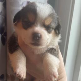 Jade - Gray and white female American Corgi puppy in East Oakdale, California from Rhettro Kennels