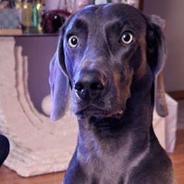 Weimaraners from L&M Weimaraners