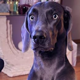 Weimaraners from L&M Weimaraners