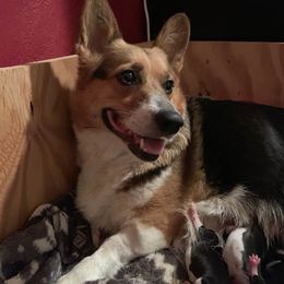 Pembroke Welsh Corgis from EllysEquines