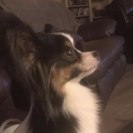 Cami - Papillon