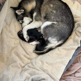 TBD - Black and white male Alaskan Klee Kai puppy in North Las Vegas, Nevada from Kyrie's Alaskan Klee Kai