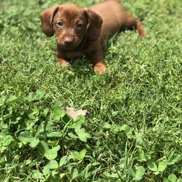 Dachshund Puppies from Crenshaw Dachshunds