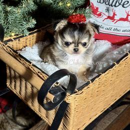 Jekyll - Black sabled fawn male Chihuahua puppy in Anderson, South Carolina from Lil Treasures Chihuahuas