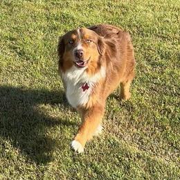 Honey - Australian Shepherd