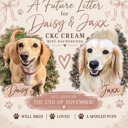 Dachshund puppies from Crowder Doxies