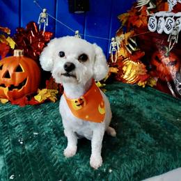 Peanut - Poodle