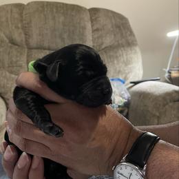 Remy - Black male Labrador Retriever puppy in Port Orchard, Washington from Lea's Labrador Retrievers