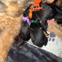 Dark Purple - Black and tan female Airedale Terrier puppy in Akron, Ohio from Green Family Companion Kennel, LLC
