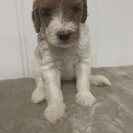Labradoodle Puppies from RemiandRaethelabradoodles
