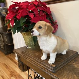 Pembroke Welsh Corgi Puppies from Whistling Wind Corgi’s